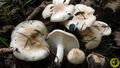 Hygrophorus lindtneri